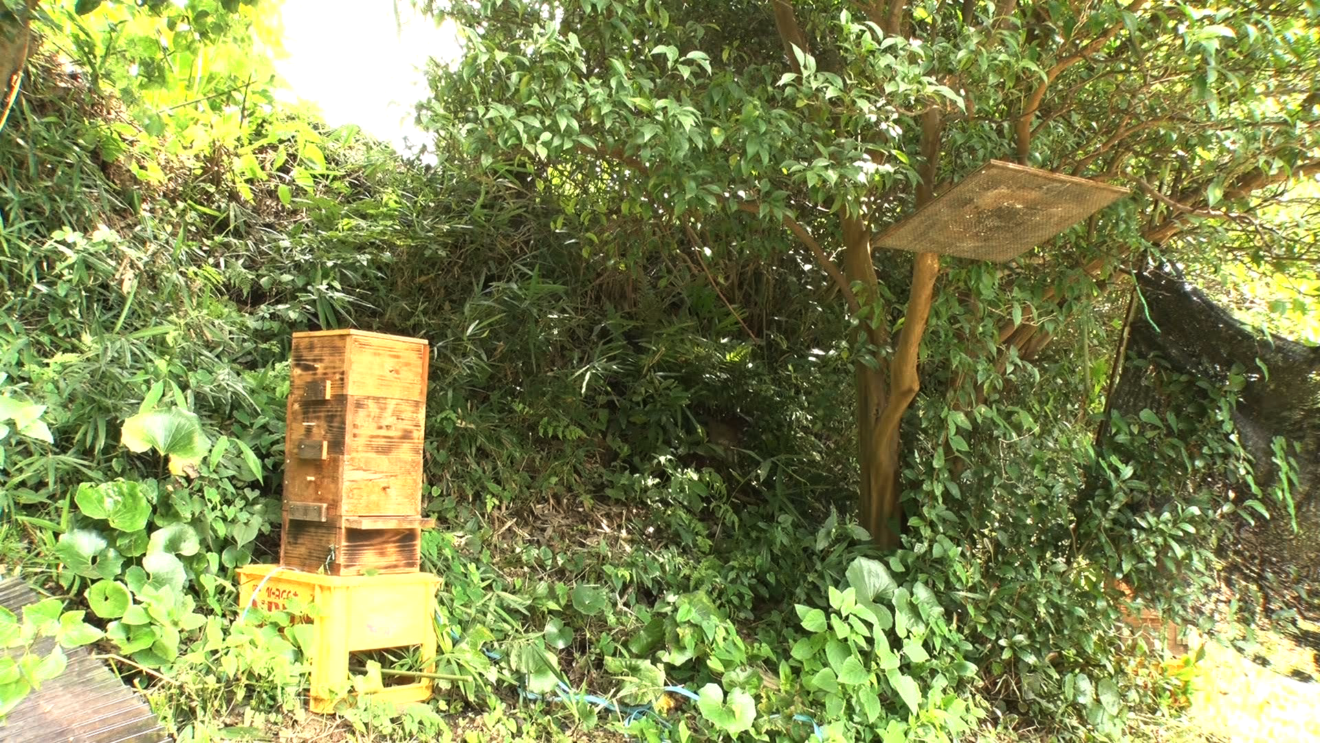 ミツバチ分蜂板